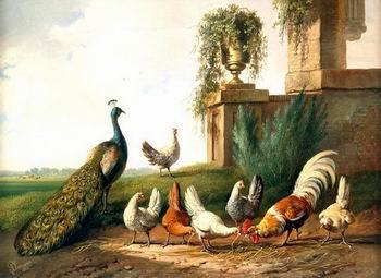 unknow artist Cocks and  Peafowl 060 china oil painting image